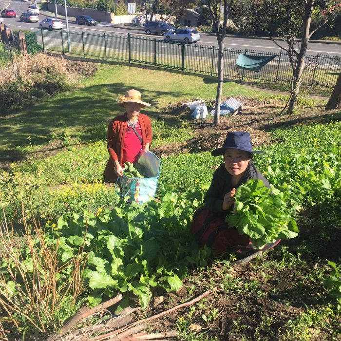 Australia’s Karenni Refugees Cultivate Community Through Wollongong Farming Initiative