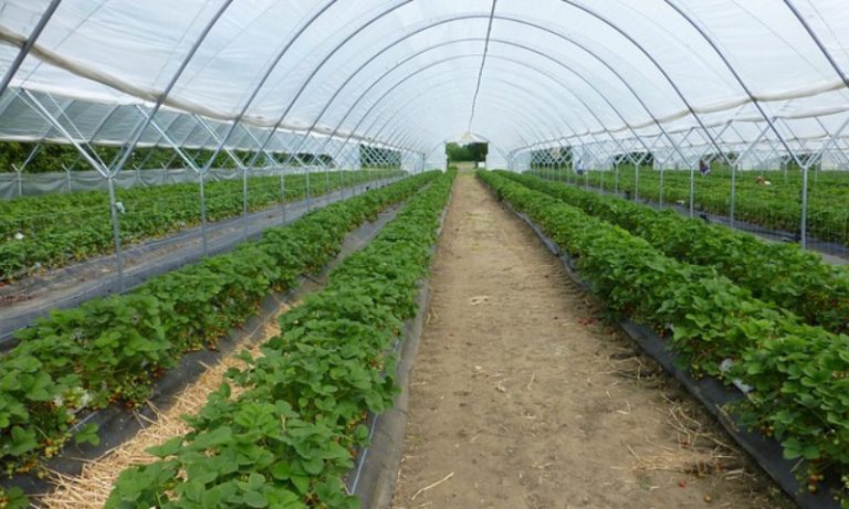 New Regulations For Greenhouse Growers To Produce Safe Food