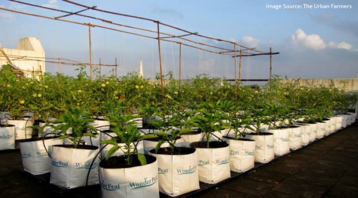 Futuristic Farming, In The City