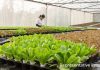 Urban Edge Farm Programme Offers Immersion Learning