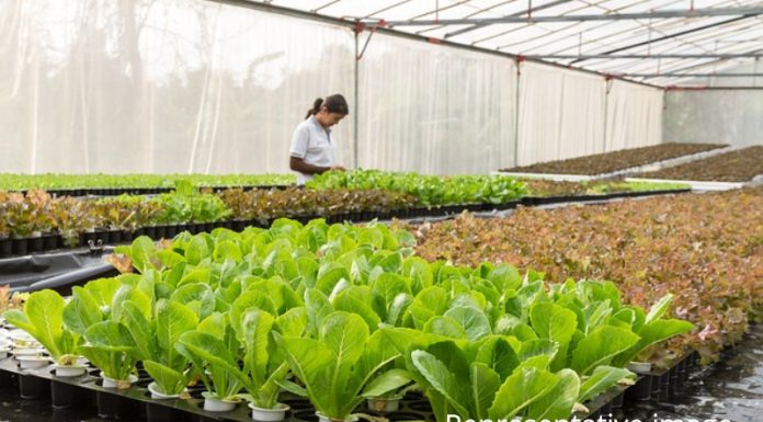 Urban Edge Farm Programme Offers Immersion Learning