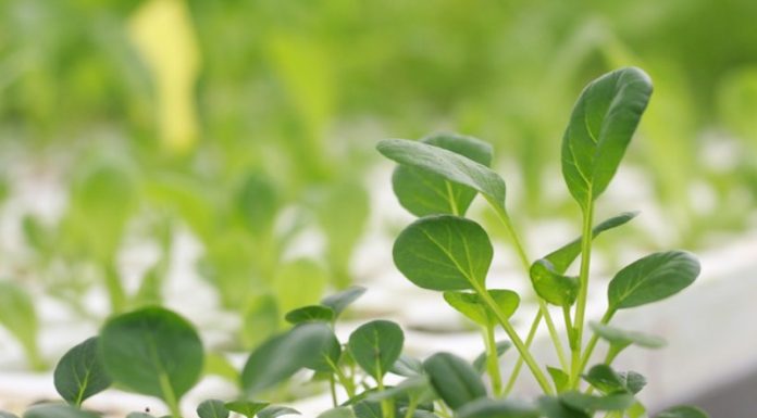 Growing Vegetables At The Airport
