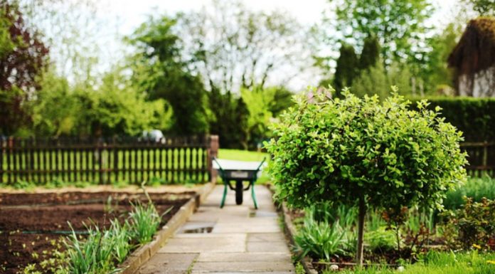 In Berlin, Cultivating A Taste For Plants