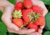 The Direct-to-Consumer Model of Montreal’s Lufa Farms