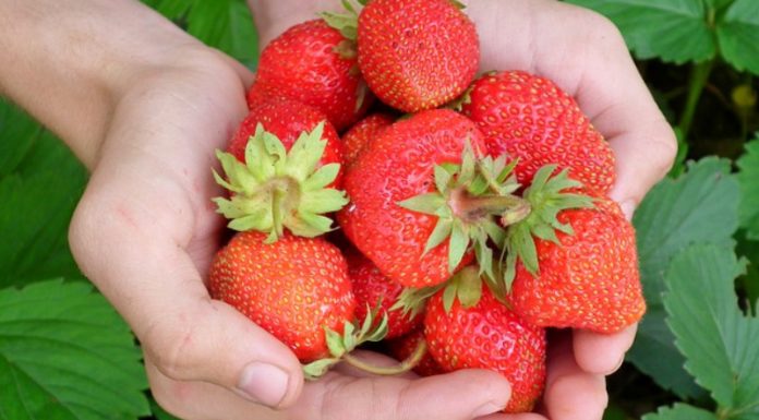 The Direct-to-Consumer Model of Montreal’s Lufa Farms