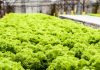 Feeding the Future of Agriculture with Vertical Farming