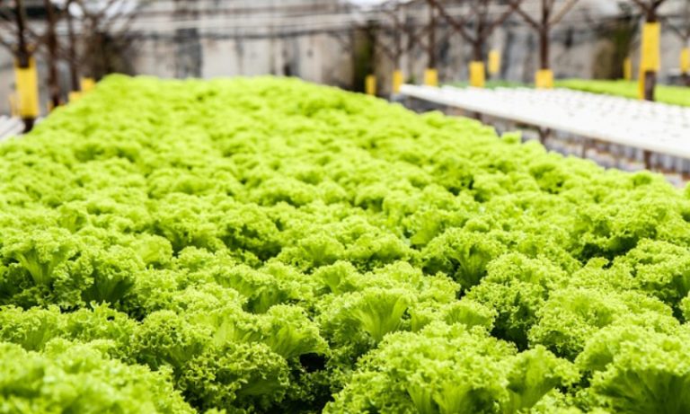 Feeding the Future of Agriculture with Vertical Farming