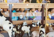 Goats, Pigs And Veggies Crop Up In Urban Tokyo