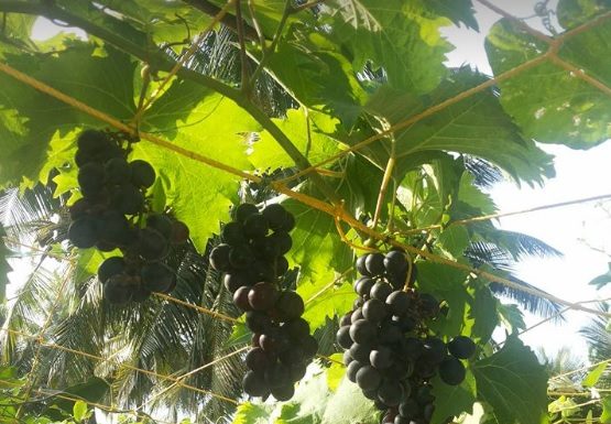 Mangaluru Man Shows Terrace Gardens Can Be A Boon