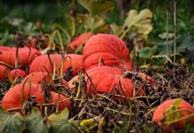 Growing Vegetables Is Easy, But Also Hard