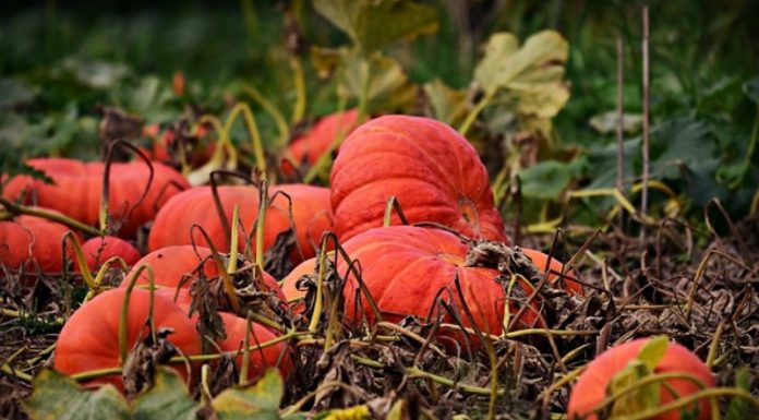 Growing Vegetables Is Easy, But Also Hard