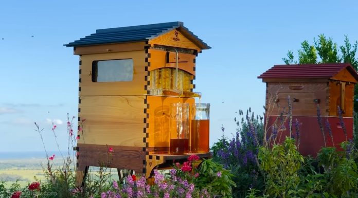 Backyard Beekeeping Takes Off, But Attracts Criticism Too