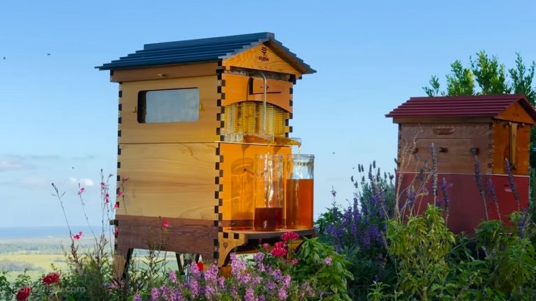 Backyard Beekeeping Takes Off, But Attracts Criticism Too
