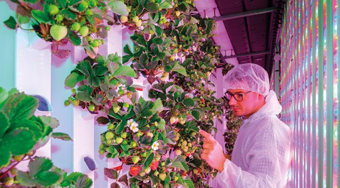 Strawberries Grown in Dubai