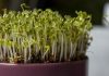 Ikea Is Working On Urban Farming Products