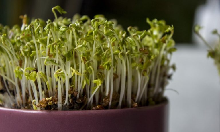 Ikea Is Working On Urban Farming Products