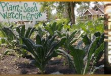 Motown to Growtown: Detroit’s Urban Farmers (First screened in 2012, and a 2019 update)