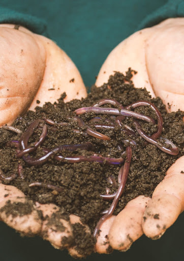Worms, Partners for Your Crop