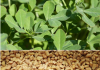 Fenugreek