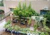 A Homemaker’s Urban Farming Journey