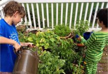 Beginner’s Veggie Guide